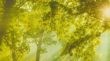 The sun shines through green leaves.