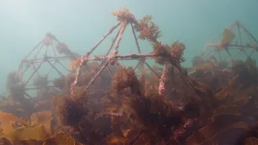 Reef starting to grow on the artificial reef pods made with marine-grade steel.